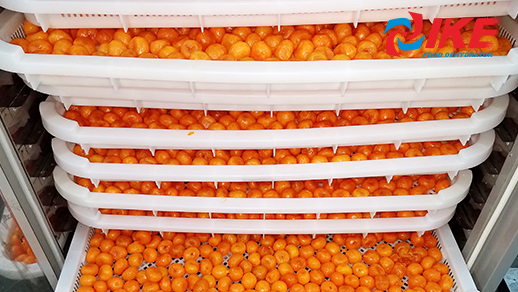 Salted Egg Yolk Dehydrate By IKE 15 Trays Food Dehydrator