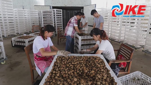 TV news - IKE longan drying equipment