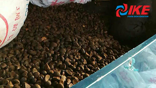 how to dry camellia seed by IKE food dehydrator